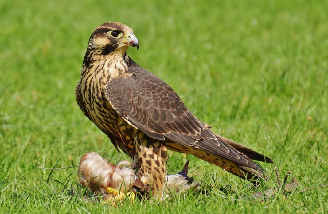 Anadolu Parsını avlayanlar yandı! Cezası 30 milyon lira - Resim: 11